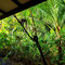 Costa Rica - Weißschulter-Kapuzineraffen im Tortugero Nationalpark - © 2024 Kerstin Gensert
