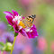 Blumen-Werkstücke - © 2021 Thomas Schmitz