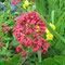 Spornblume