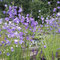 Pfirsichblättrige Glockenblume