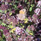 Schmetterling auf Origano