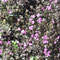 Storchschnabel 'Orkney'