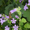 Wildbiene auf Glockenblume