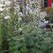 Rittersporn mit Gartenmargeriten
