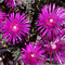 Mittagsblume
