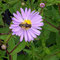Biene auf Aster