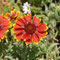 Kokardenblume