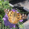Schmetterling auf Skabiose