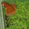 Frosch in Walderdbeer-Jungpflanzen