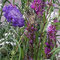 Grossblumige Skabiose, Blutampfer, Weisse Gelenkblume