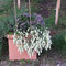 Hopfenoregano