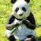 Monsieur Panda H32 x L25 x P30 cm