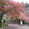 青空に映える1500本の紅葉