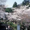 樹齢８００年の薄墨桜ほか１０００本の桜の競演