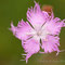 Oeillet > DIANTHUS