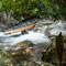 Vers les 7 cascades vers Pont d'Espagne (65 Cauterets 2013-08)