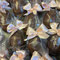 Haselnuss Eier / Roches Eier