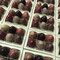Gianduja Eili 15.-