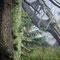 Urwald (Harz)