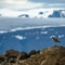 Spói (Whimbrel, Regenbrachvogel, Numenius phaeopus) in front of the Langjökull