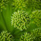 Inflorescence of Ætihvönn (Engelwurz, Angelica archangelica) 