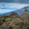 Heiðlóa (Golden Plover, Goldregenpfeifer, Pluvialis apricaria)