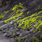 "Glowing" moss