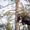 junger Braunbär der sich vor einem erwachsenen  Bär  in den Gipfel einer Kiefer in Sicherheit gebracht hat 
