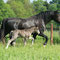 Labhraoloinsigh Coming King (Horeb Highstepping Gambler (by Horeb Euros) out of Merit Sally Ann (by Pentrefelin Jake). Sally's first foal. 