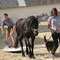 "Fun" was the motto of the day: Katharina, her cob stallion Maddox and Einstein, the dog taking Max on a "surf".... 