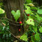 L'herbe aux femmes battues, Dioscorea communis. 