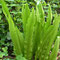 Raffraichissante Asplenium, typique de nos sous-bois. Rhizomes à petit goût de réglisse. 