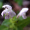 Une scrophulariacée, avec sa crête de poils, sacrée trombine…