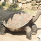 Galapagos Riesenschildkröte