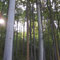 Sonnendurchfluteter Wald