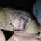 Degu Tumor entfernt