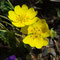 Potentilla pyrenaica (endémique)
