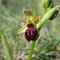 Ophrys verdissant (Ophrys virescens)