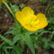 Ranunculus gouanii (subendémique)