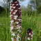Orchis brûlé (Neotinea ustulata)