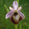 Ophrys d'Aveyron (Ophrys aveyronensis)