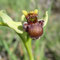 Ophrys bombix (Ophrys bombyliflora)