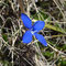 Gentiane à feuilles courtes (Gentiana brachyphylla)