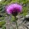 Carduus defloratus (Pyrénées)