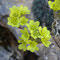 Saxifraga aretioides (endémique)