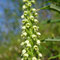 Pseudorchis albida (Vosges)