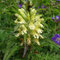  Pedicularis foliosa (Vosges)