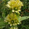 Gentiane de Villars (Gentiana burseri subsp. villarsii)