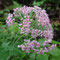 Pimpinella major (Pyrénées)