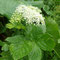 Imperatoria ostruthium (Massif central)